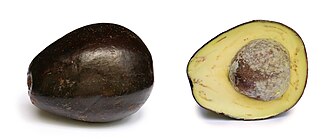 cross section