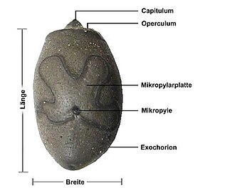 Micropyle