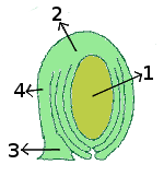 Ovule