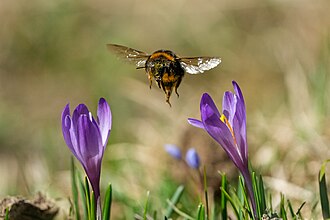 Pollination