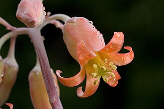 Cotyledon