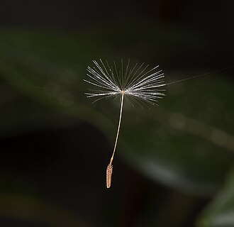Seed dispersal