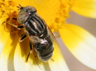 Cross-pollination