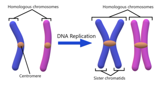 Chromosome