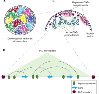 Diploid nucleus