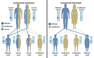 Recessive