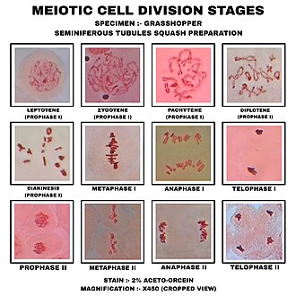 Meiosis
