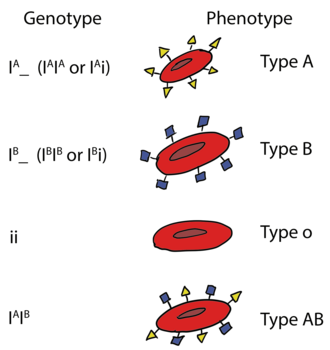 Blood group