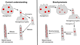 Haploid nucleus