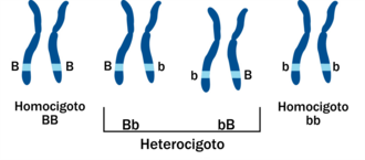 Homozygous
