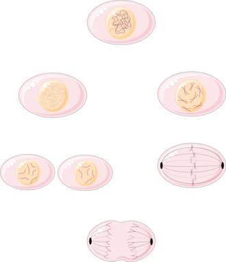 Mitosis