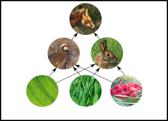 Trophic level