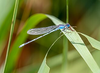 Prey
