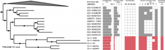 Denitrifying bacterial