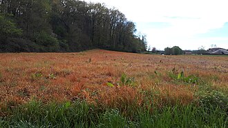 Herbicides