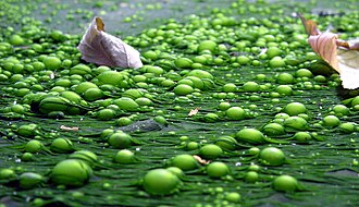 Eutrophication