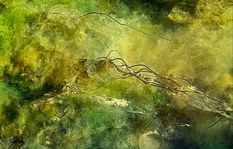 Algae
