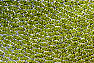 Cell