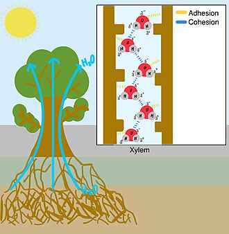 Transpiration