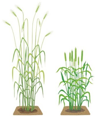 Green revolution