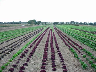 Market gardening