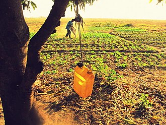 Subsistence farming