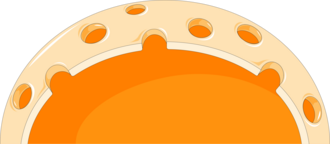 nucleus