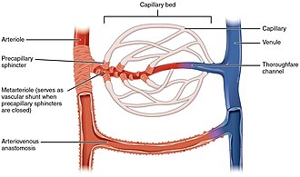capillary