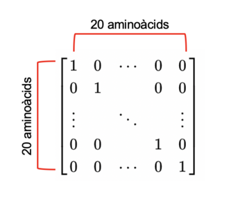 Identity matrix