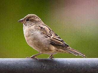 bird