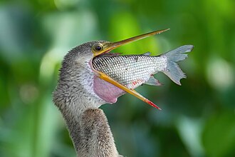 fish
