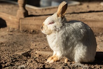 rabbit