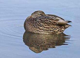 duck
