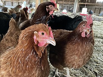 hen