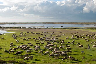 sheep