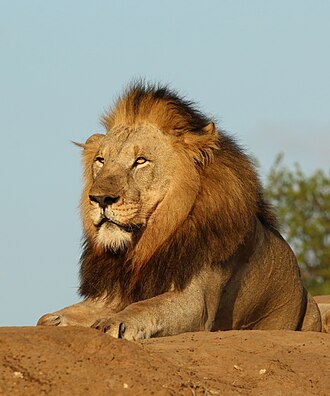 lion