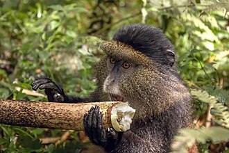 monkey