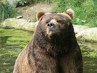 bear