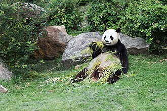 panda