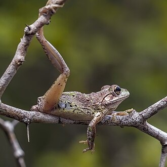 frog