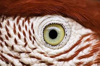 eye