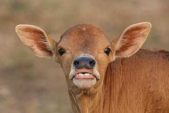 ear