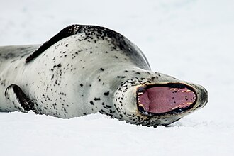 mouth
