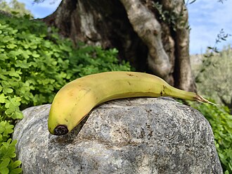 banana