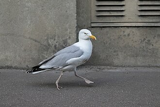walk