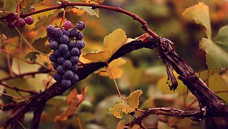 grape