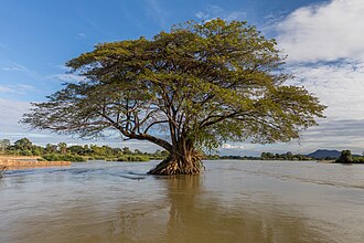 tree
