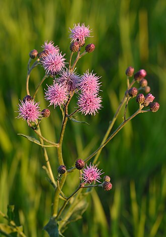 plant