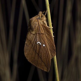 insect