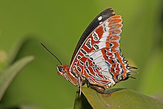 butterfly